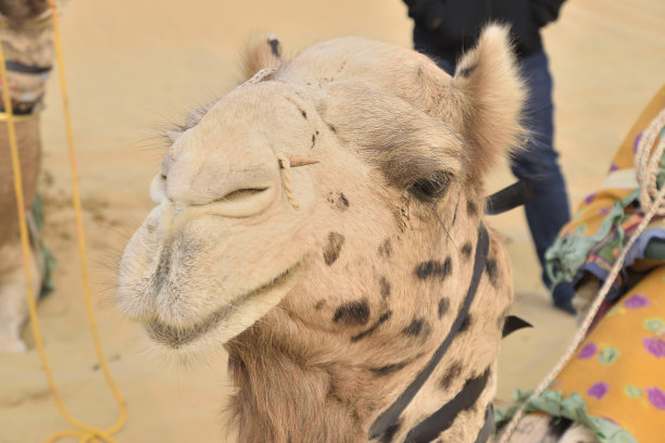 印度沙漠图片下载