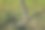 用一根塑料软管支撑的用来灌溉草坪的水龙头(意大利，佩萨罗)图片下载