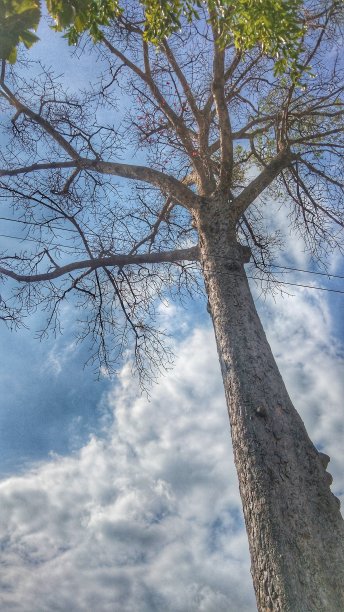 自然的树图片下载