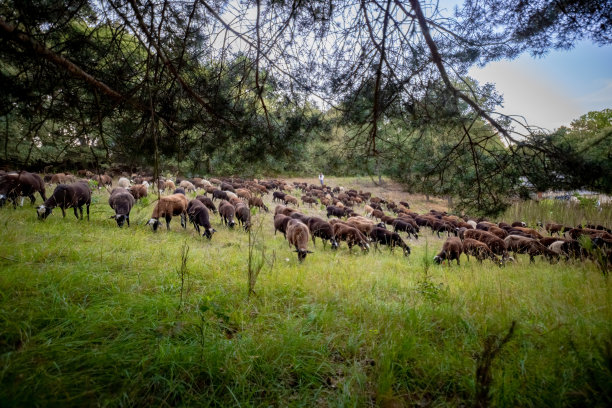 羊群聚集在绿草如茵的草地上。夏日背景中的羊群。图片下载