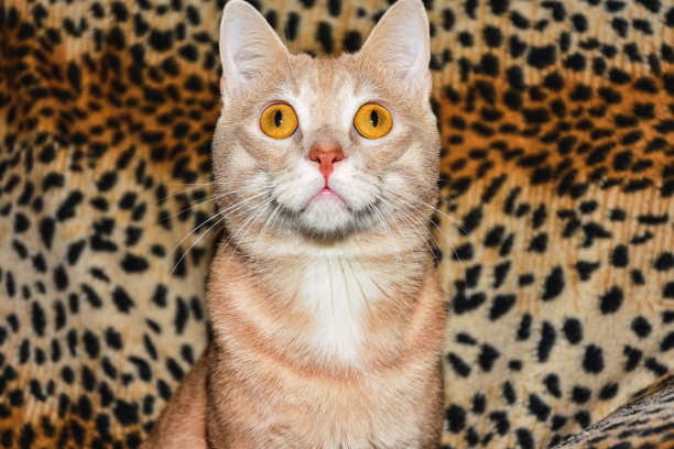 金发猫的肖像，橙色的眼睛坐在看着相机图片下载