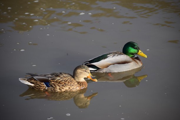 鸭两图片下载
