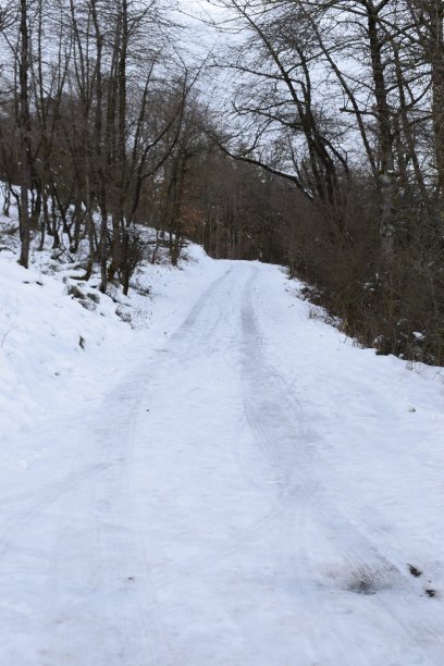 白雪覆盖的森林道路图片下载