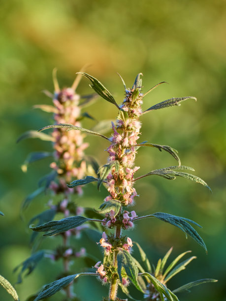 心脏益母草植物。图片下载