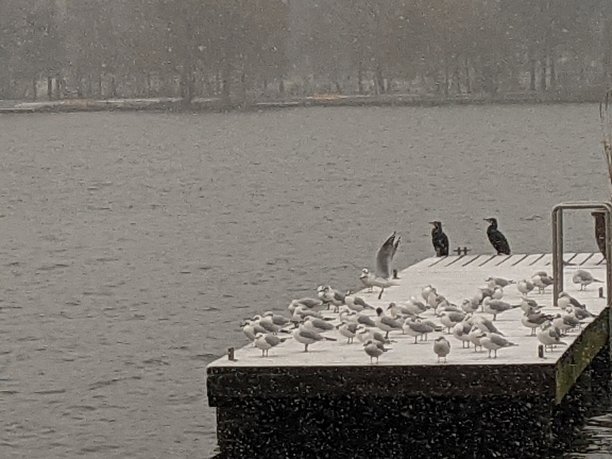 鸟类在甲板上图片下载