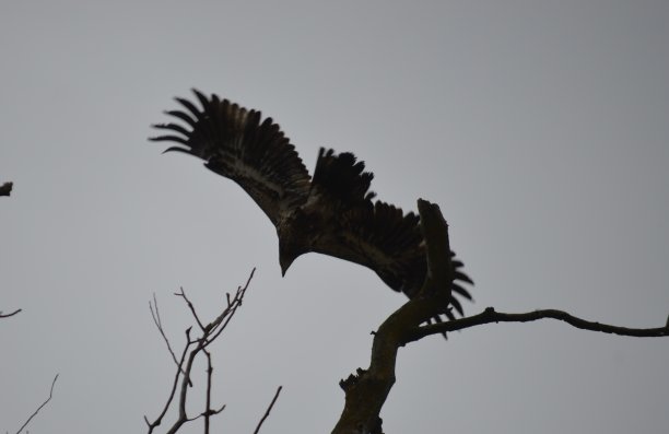 鹰-秃头和金色图片下载