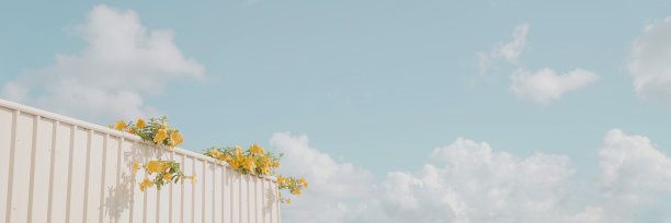 家剑术以黄花蓝天为背景，以夏春为背景，居家度假的概念图片下载