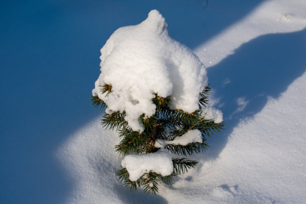 小冷杉树在阳光下覆盖着冰雪图片下载