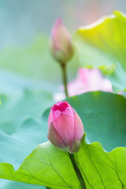 绿叶中有粉红色的荷花素材图片