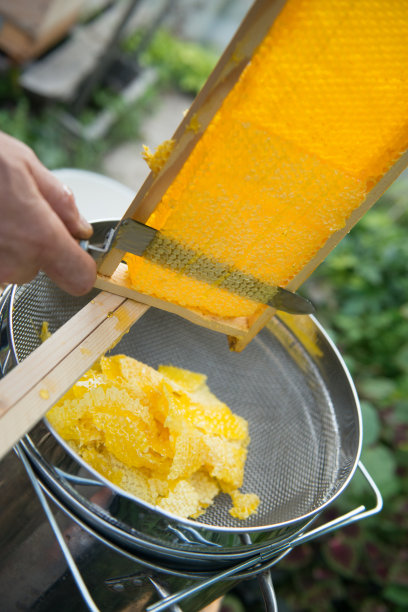 养蜂人用蜂蜜把蜂蜡从蜂巢中割下来图片下载