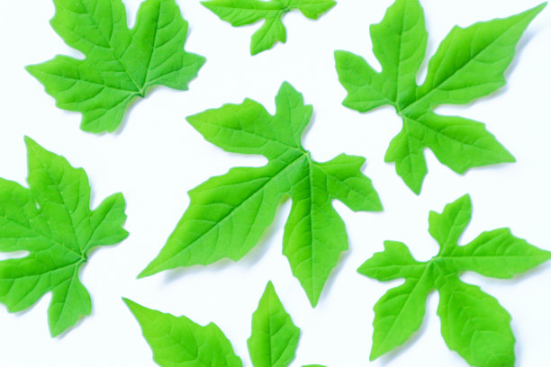 全框架的叶子与白色的背景图片下载