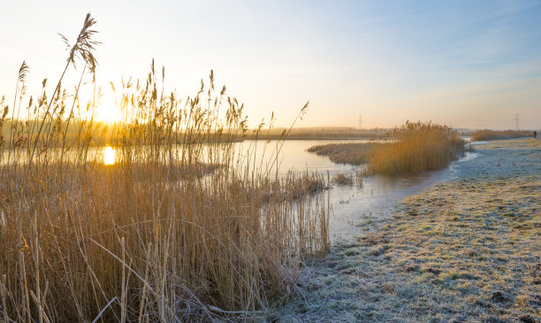 芦苇沿阳光边冻结的蓝色湖泊在湿地在阳光在日出在冬天图片下载
