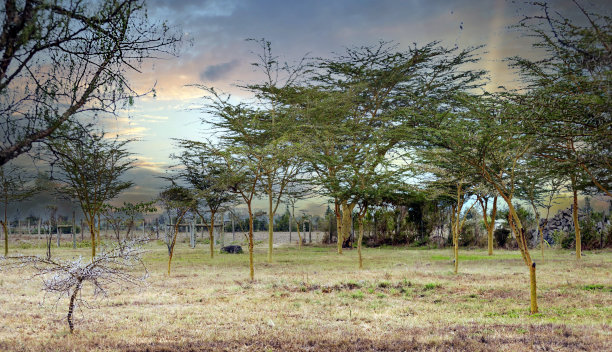 金合欢森林图片下载