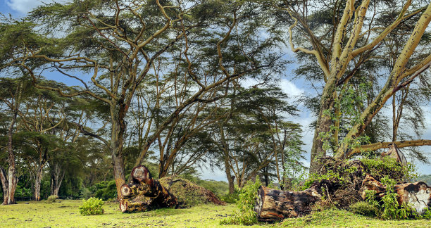 金合欢森林图片下载