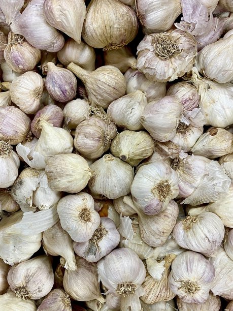 有机大蒜鳞茎图片下载