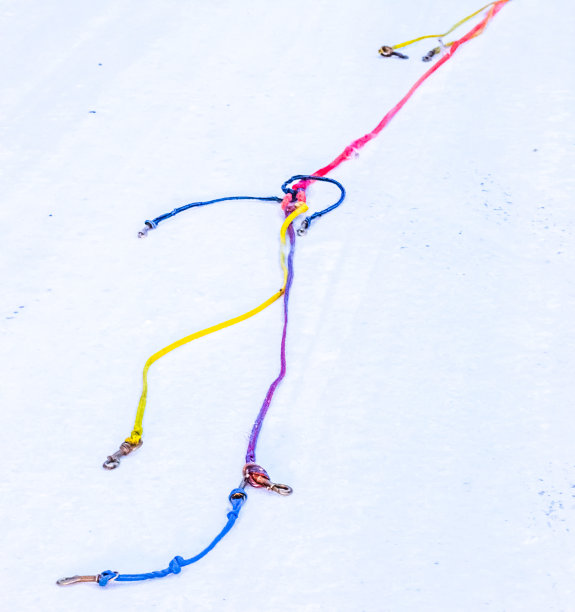 阿拉斯加内陆的雪橇狗图片下载