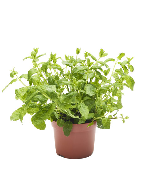 我躺在锅里图片下载