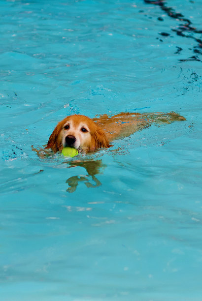 金毛猎犬和网球一起游泳图片下载