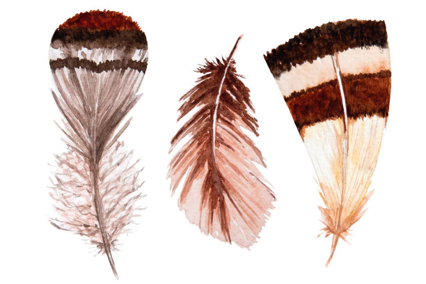 一套水彩棕色羽毛在白色的背景。鸟的羽毛。色羽毛。图片下载