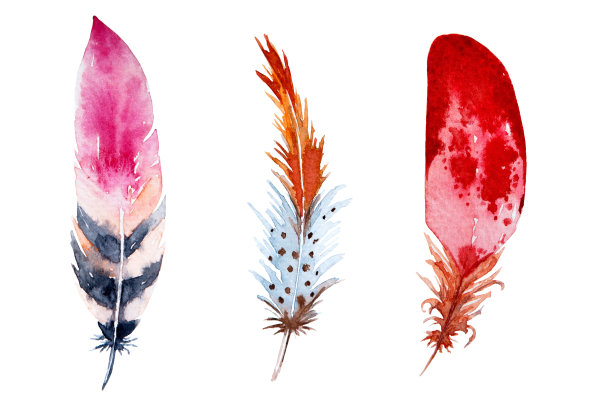 一套水彩粉红色和红色羽毛在白色的背景。鸟的羽毛。色羽毛。图片下载