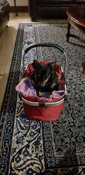 篮子里的小狗。图片下载