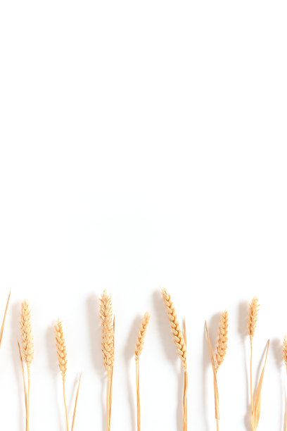 由小麦小穗制成的框架图片下载