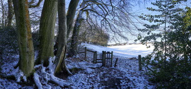 森林的全景照片在冬天的雪时间在奇尔特恩斯，英格兰与步道通往一个台阶图片下载