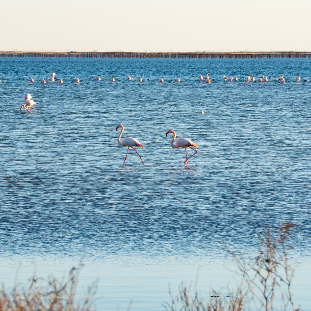 火烈鸟图片下载