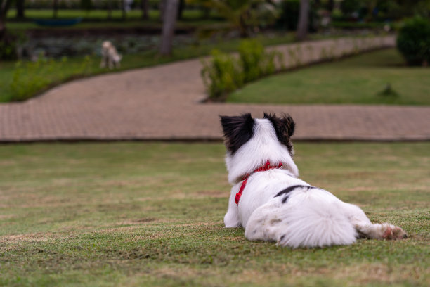 日本下巴狗坐在草地上的后视图照片图片下载