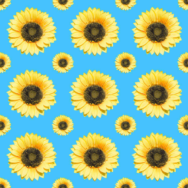 蓝色背景上的向日葵花。无缝模式。图片下载
