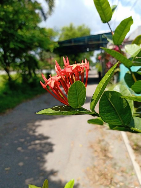 花在街道图片下载