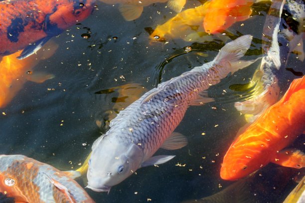 彩色的鲤鱼跃出图片下载