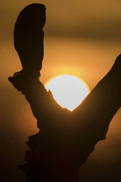 谷仓猫头鹰日出(提托·阿尔巴)图片下载