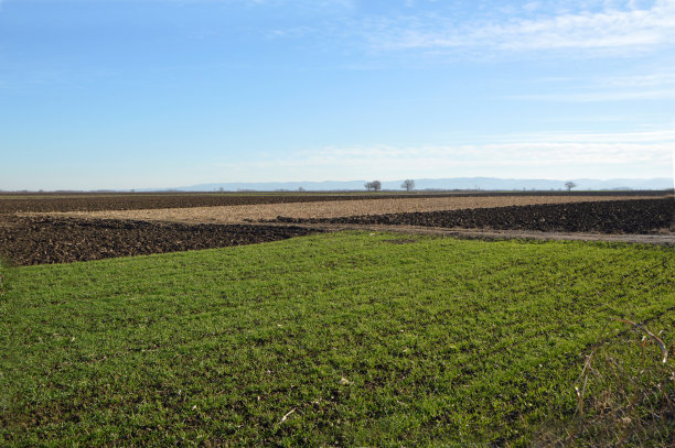 年轻的绿色麦田图片下载