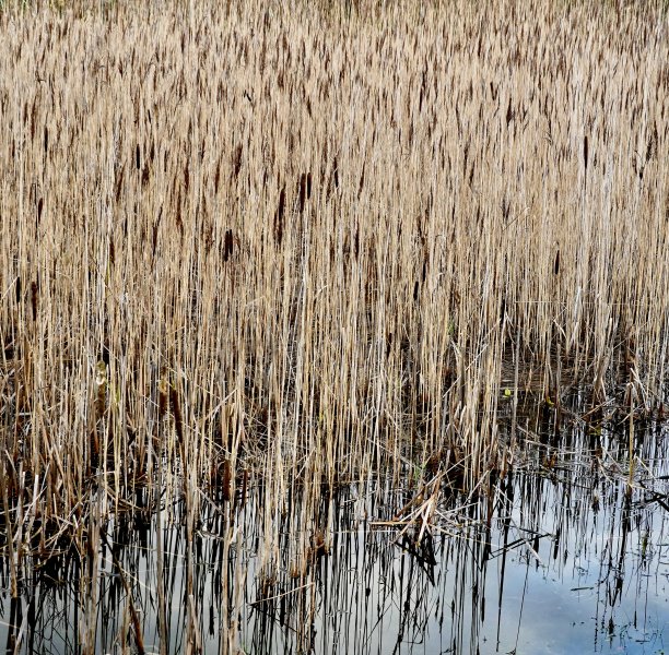 湖里有芦苇图片下载