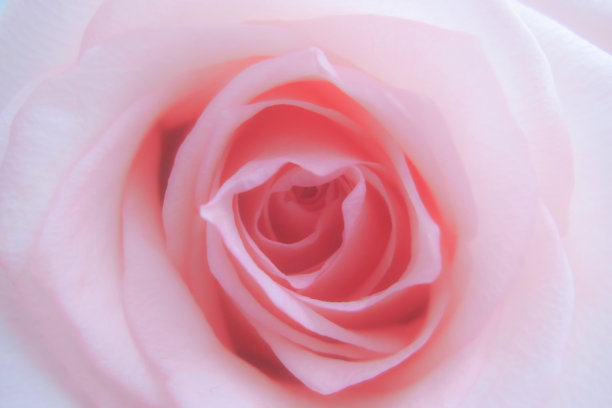柔粉玫瑰，特写。花卉模糊的背景图片下载