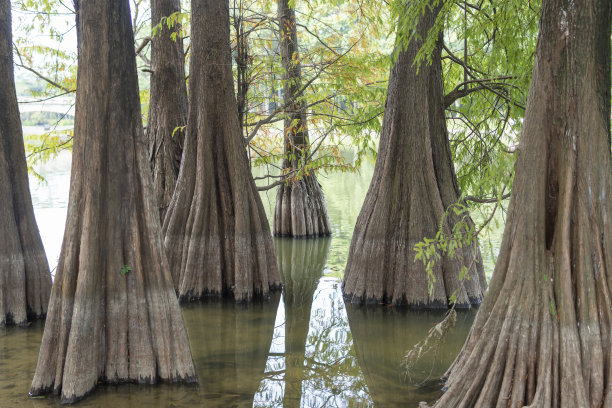 水面上的萨比诺树的树干图片下载