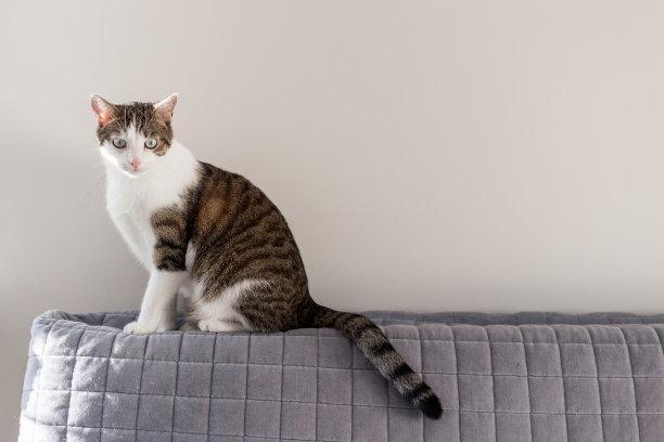 家的短毛猫在沙发上。横幅，复制空间，近距离，背景。可爱的家养宠物概念。图片下载