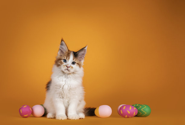 缅因猫的小猫在橙色的背景图片下载