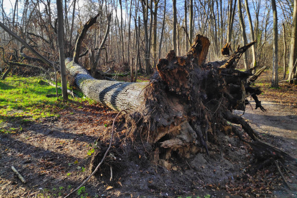 一棵树被连根拔起图片下载