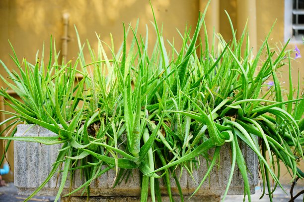 芦荟植物图片下载