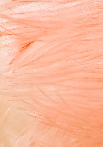 浅粉色羽毛纹理背景图片下载