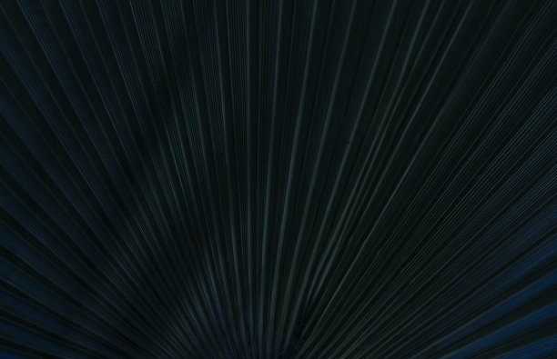 绿叶棕纹理背景蓝色调暗图片下载