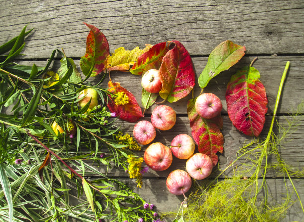 美丽的照片与苹果，红叶，金盏花和香草图片下载