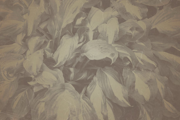 艺术复古植物纹理。垃圾自然草抽象背景。时尚的叠加摄影背景创建可爱的家庭照片，大气的孩子肖像和可爱的人类图片下载