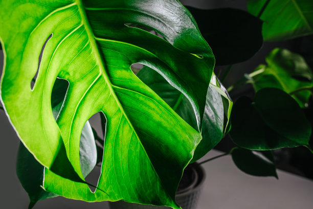 在一个黑暗的房间里的盆栽怪物，光透过上面的大叶子图片下载