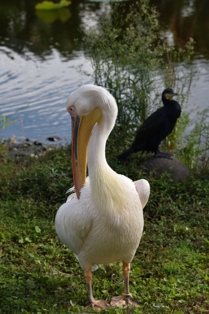 湖边放松的鹈鹕图片下载