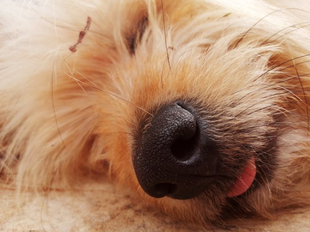 汗水的梦想图片下载