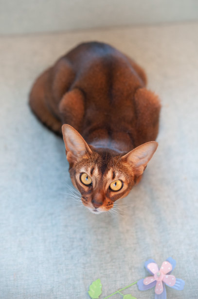 特写肖像可爱的阿比西尼亚猫正面视图，并看着相机图片下载