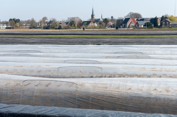 春天，白色的芦笋田和覆盖着塑料薄膜的土壤床图片下载